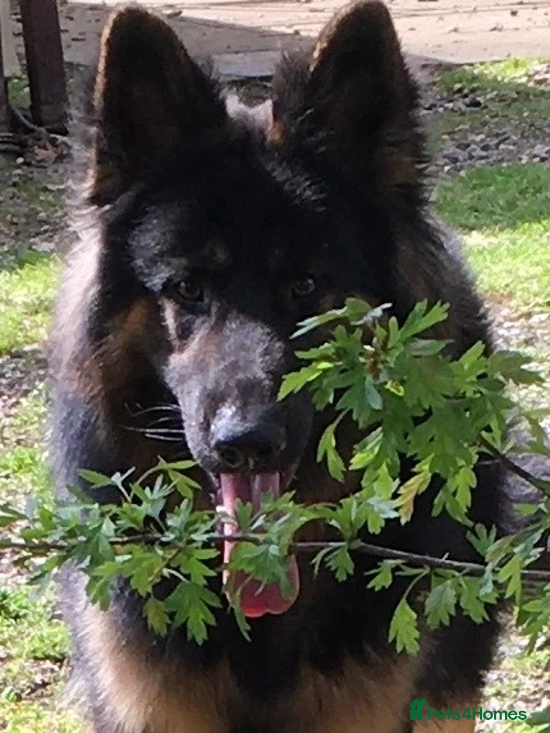 German Shepherd dogs for stud: KC Reg Shadow fully Health Tested at stud in Wisbech - Advert 13