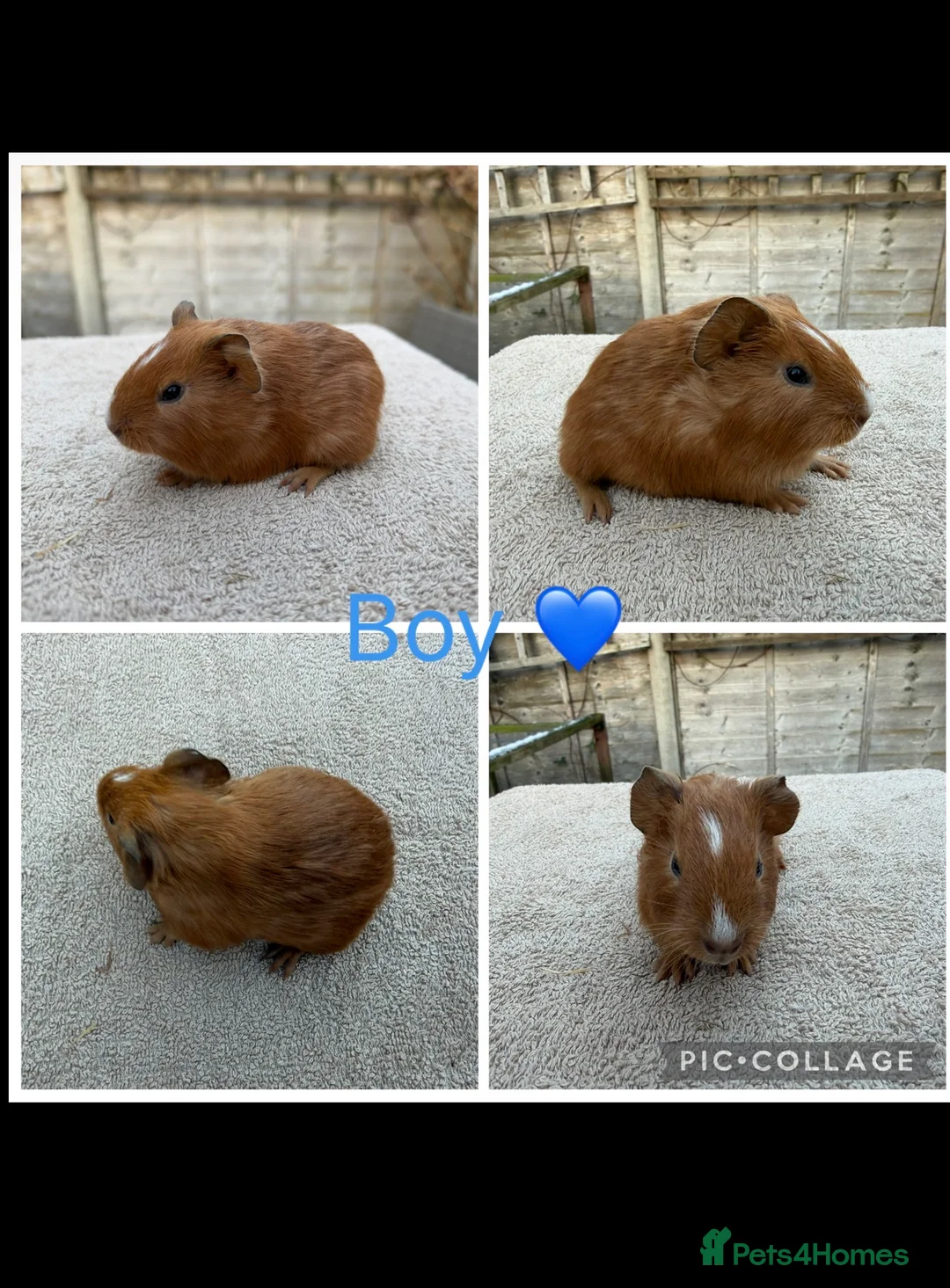 Guinea Pig rodents for sale: 5 Male 2 Female Guinea pigs(Teddy,sheltie,smooth) - Advert 7