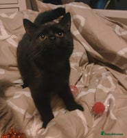 British Shorthair cats - Advert 33