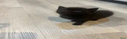 Mixed Breed cats for sale: Tabby and black kittens - Advert 12