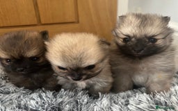 Pomeranian dogs for sale: Tiny Pomeranian puppies  - Image 3