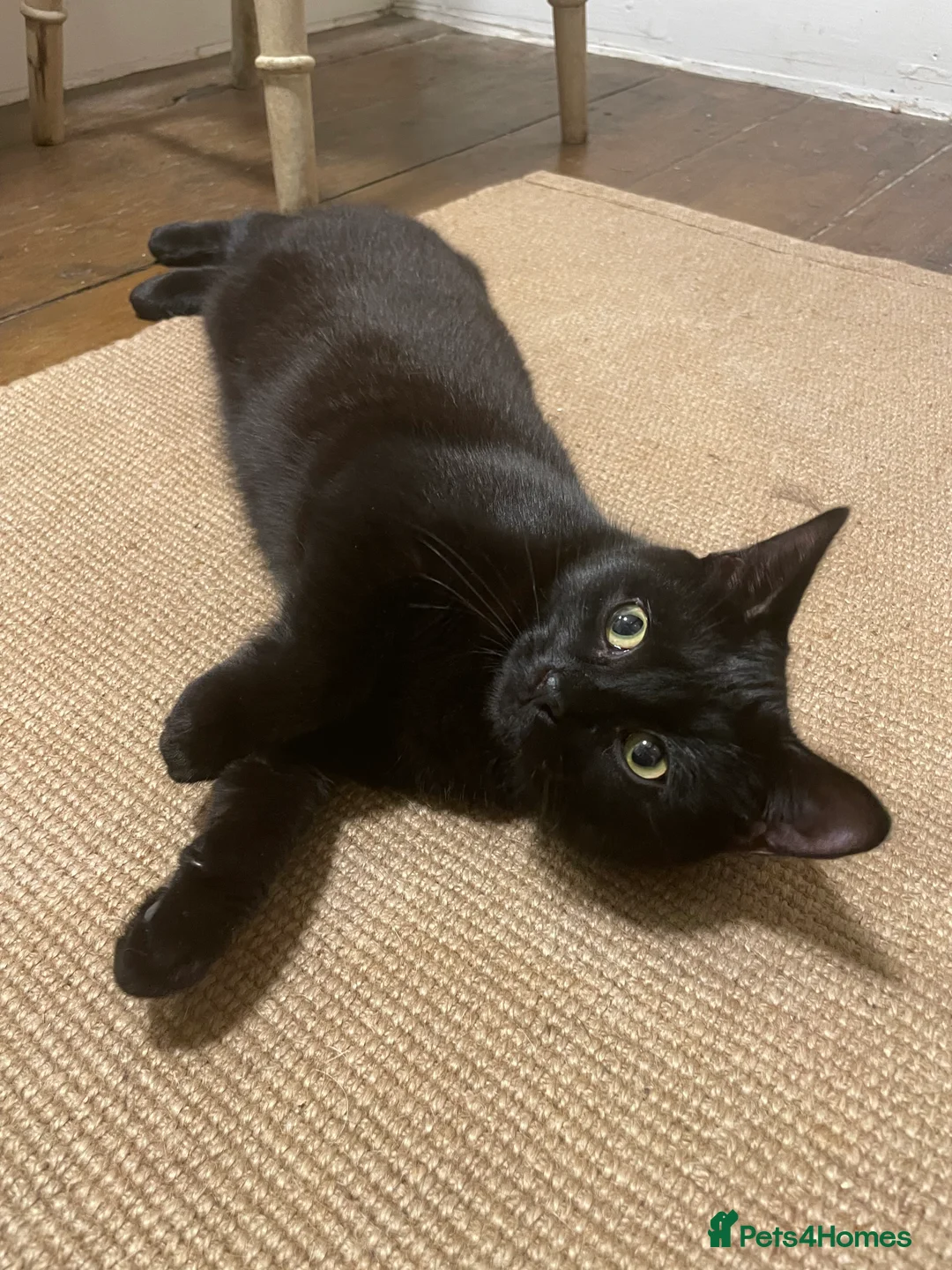 Domestic Shorthair cats for adoption: Chilli and Pepper, 8 month old sisters  in Basingstoke - Advert 5