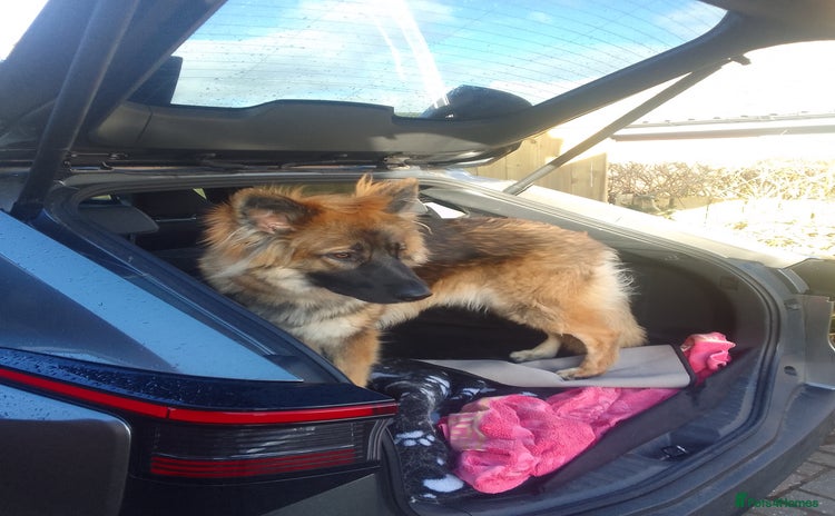 German Shepherd dogs in Stanley - Advert 11