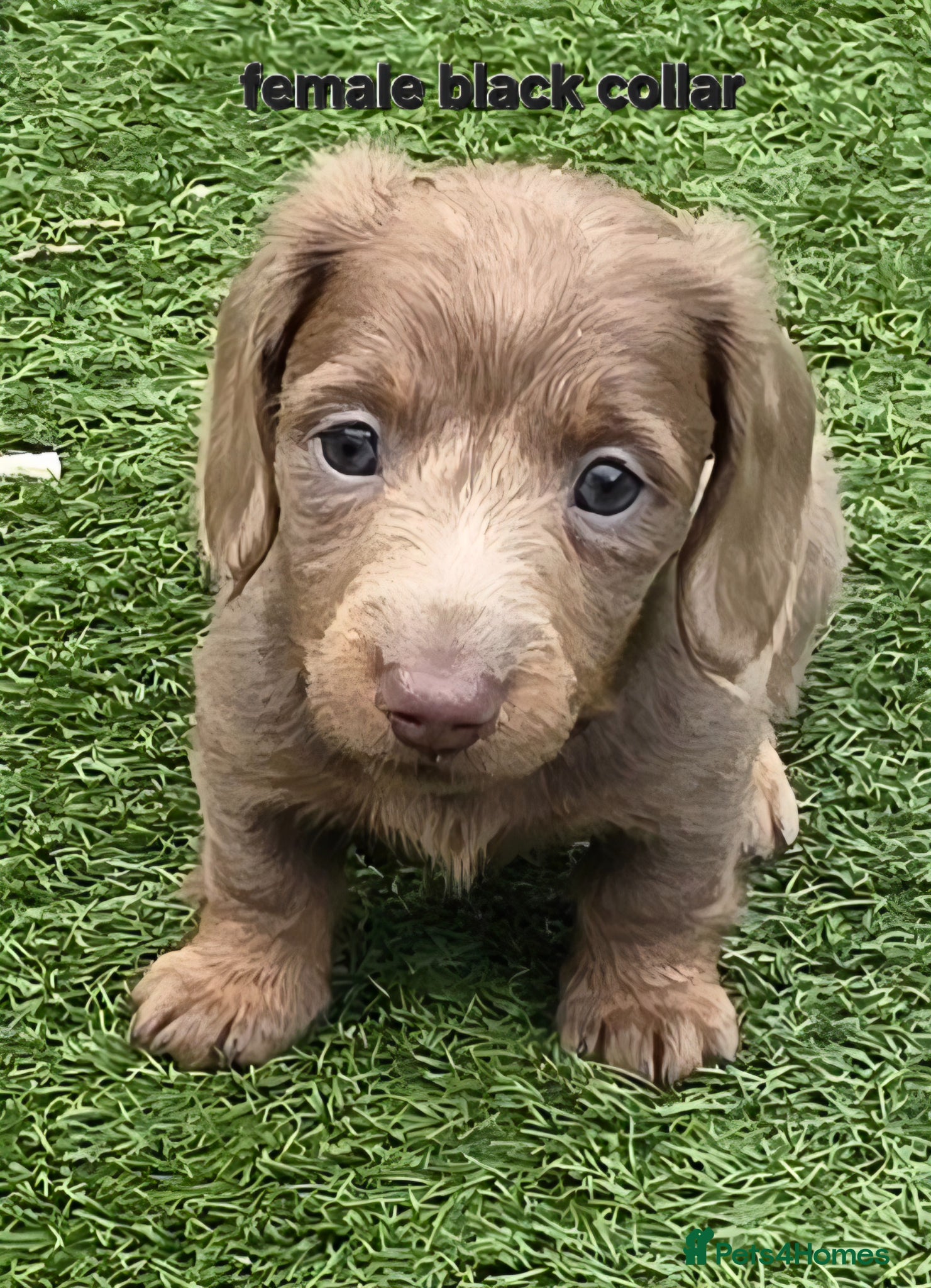 Dachshund dogs READY NOW! Adorable #daschound isabella choc 🐾 - Advert 16