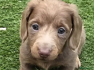Dachshund dogs READY NOW! Adorable #daschound isabella choc 🐾 - Advert 16