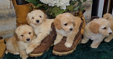 Maltipoo dogs - Advert 6