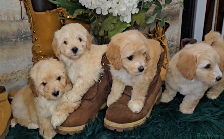 Maltipoo dogs - Advert 13