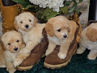 Maltipoo dogs - Advert 4