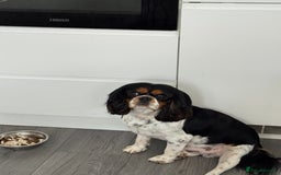 Cavalier King Charles Spaniel dogs for sale: 5 beautiful cavalier King Charles spaniel puppies - Image 29