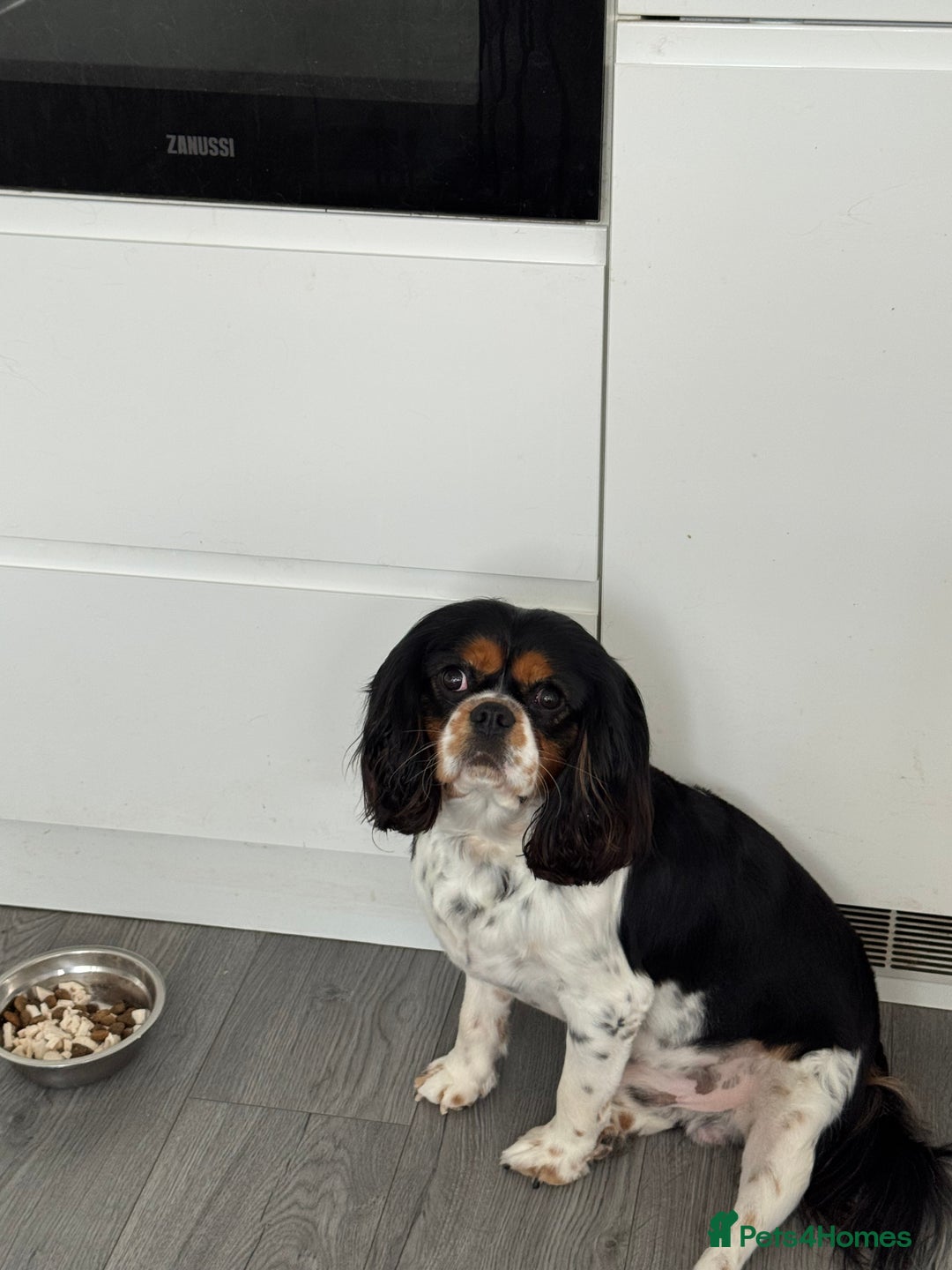 Cavalier King Charles Spaniel dogs for sale: 5 beautiful cavalier King Charles spaniel puppies - Image 29