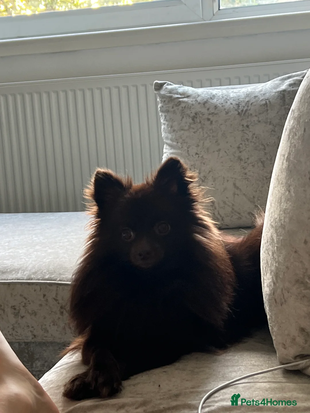 Pomeranian dogs for sale: 2 Black Male Pomeranian Puppy’s  - Advert 5
