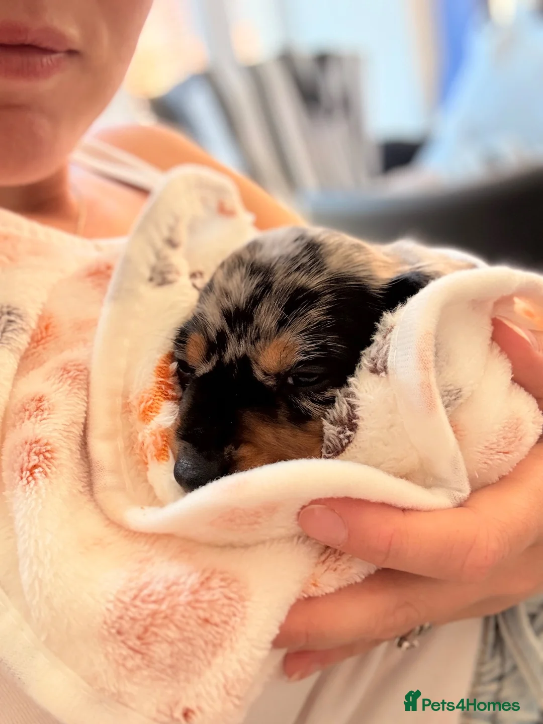 Dachshund dogs for sale: Essex Based Miniature Dachshund Puppies  in Wickford - Advert 2