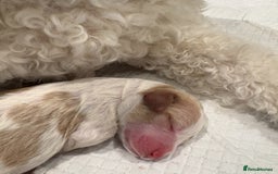 Double Doodle dogs for sale: Parti Double Doodles 🐾  - Image 5