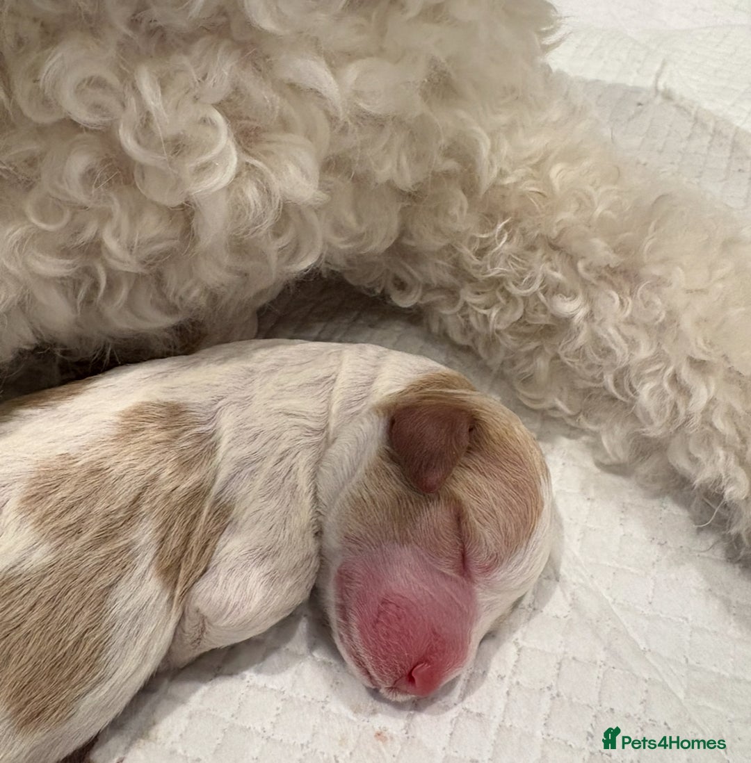 Double Doodle dogs for sale: Parti Double Doodles 🐾  - Image 5