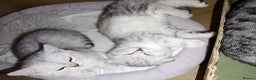 British Shorthair cats for sale: Beautiful  British Shorthair kittens  - Advert 23