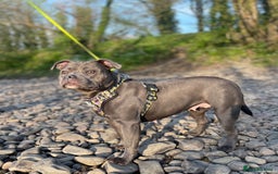 Staffordshire Bull Terrier dogs for sale: Blue Staffordshire Bull Terrier Champion Pups  - Image 15