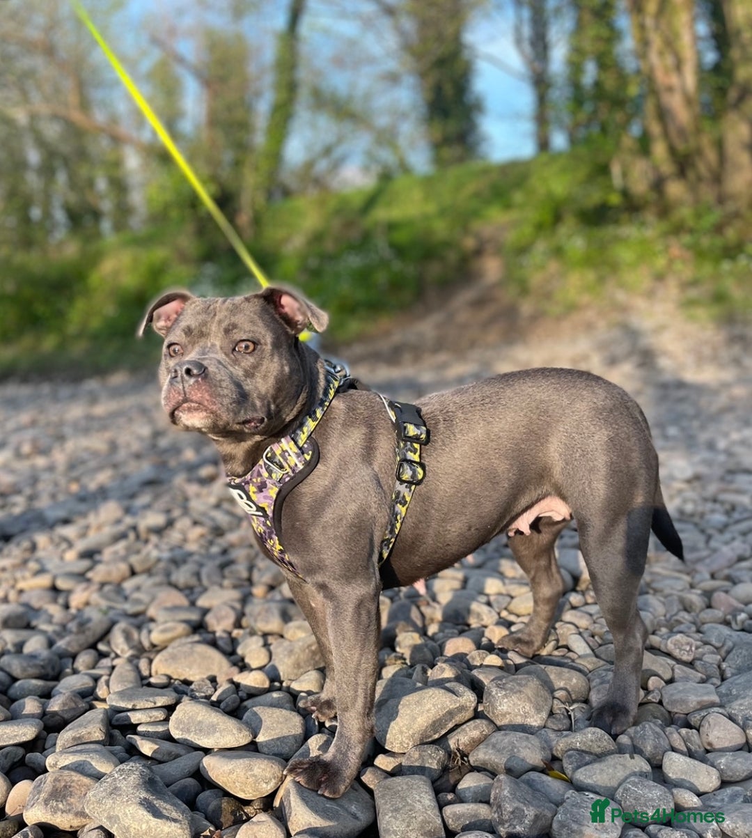 Staffordshire Bull Terrier dogs for sale: Blue Staffordshire Bull Terrier Champion Pups  - Image 15