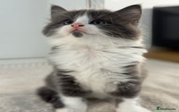Ragdoll cats for sale: RAGDOLL MIX KITTENS FOR SALE - Image 9