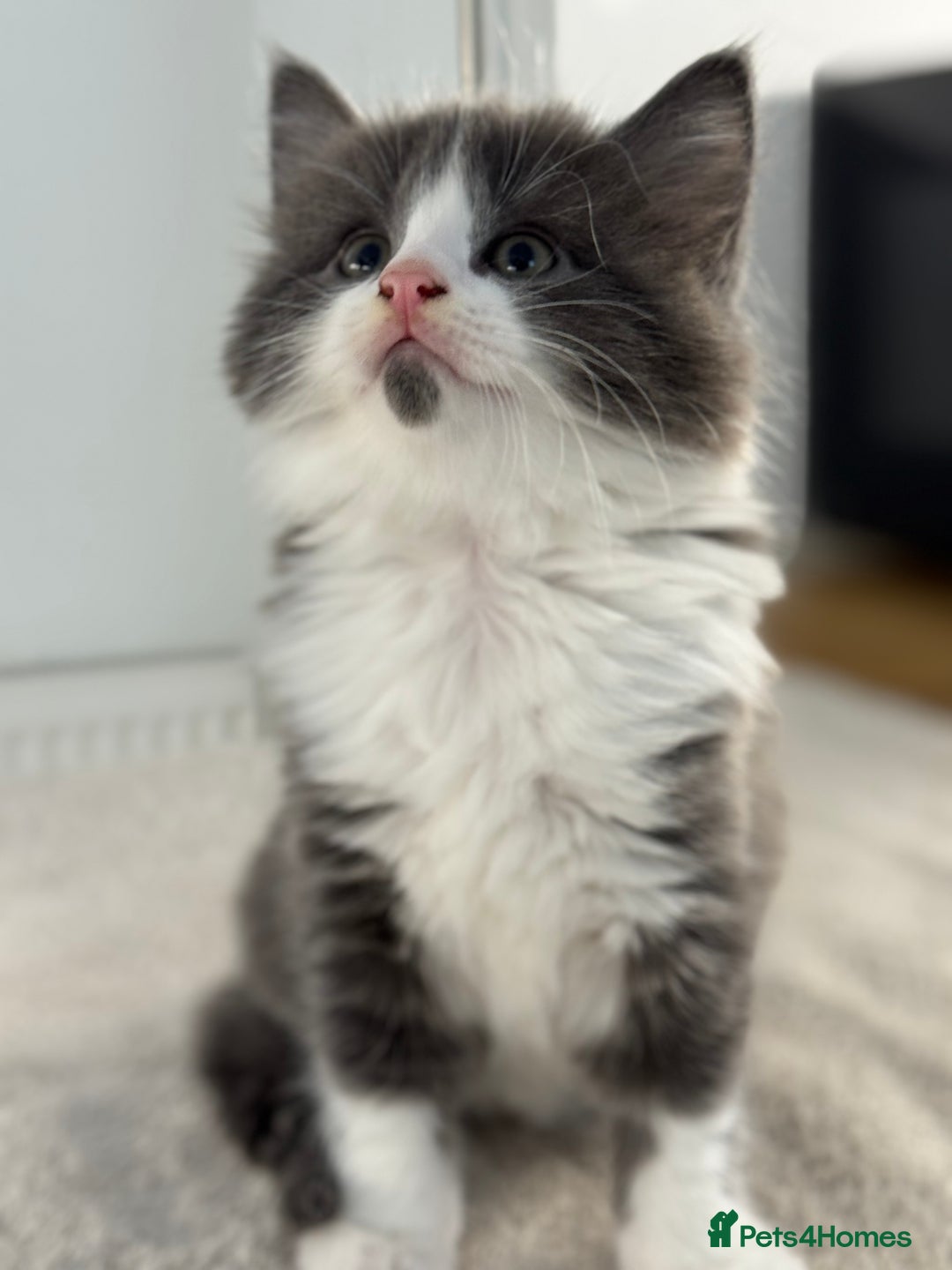 Ragdoll cats for sale: RAGDOLL MIX KITTENS FOR SALE - Image 9