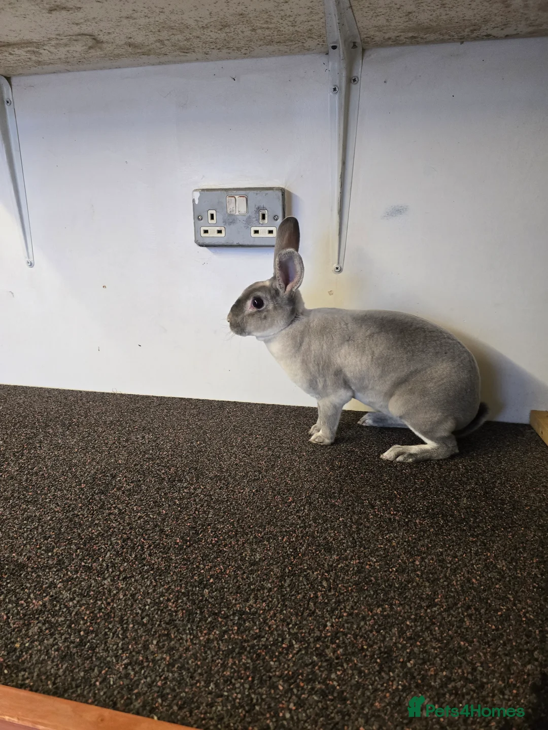 Rex rabbits for sale: 1 pieces left - Advert 1