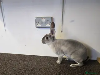 Rex rabbits 1 pieces left - Advert 20