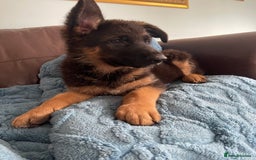 German Shepherd dogs for sale: German Shepherd pups KCRegistered/hip&elbow scored - Image 4