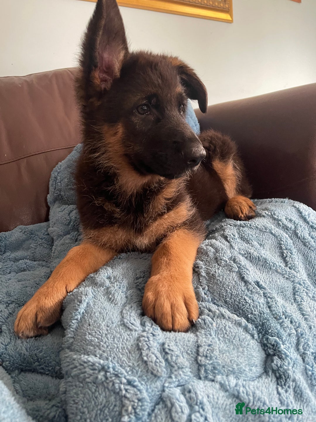 German Shepherd dogs for sale: German Shepherd pups KCRegistered/hip&elbow scored - Image 4