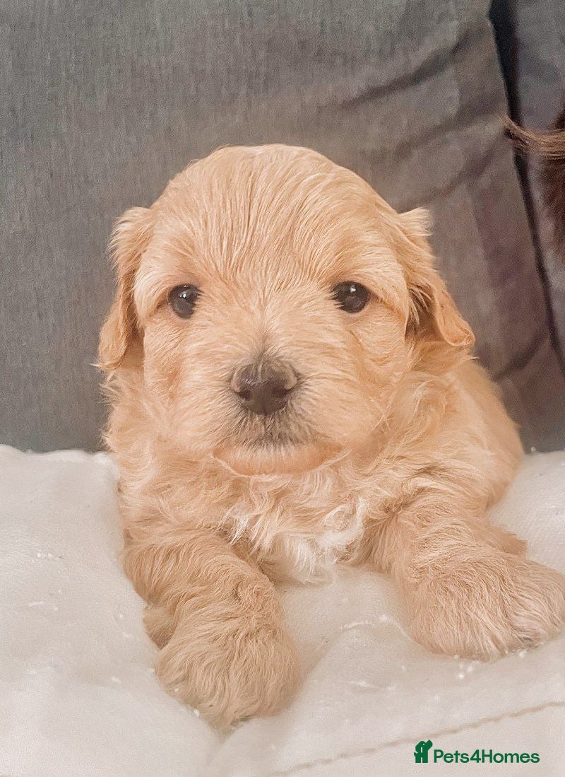Maltipoo dogs Adorable Maltipoo Puppies for sale. - Advert 4