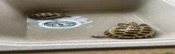 Hermann Tortoise reptiles for sale: tortoise in Melksham - Advert 3