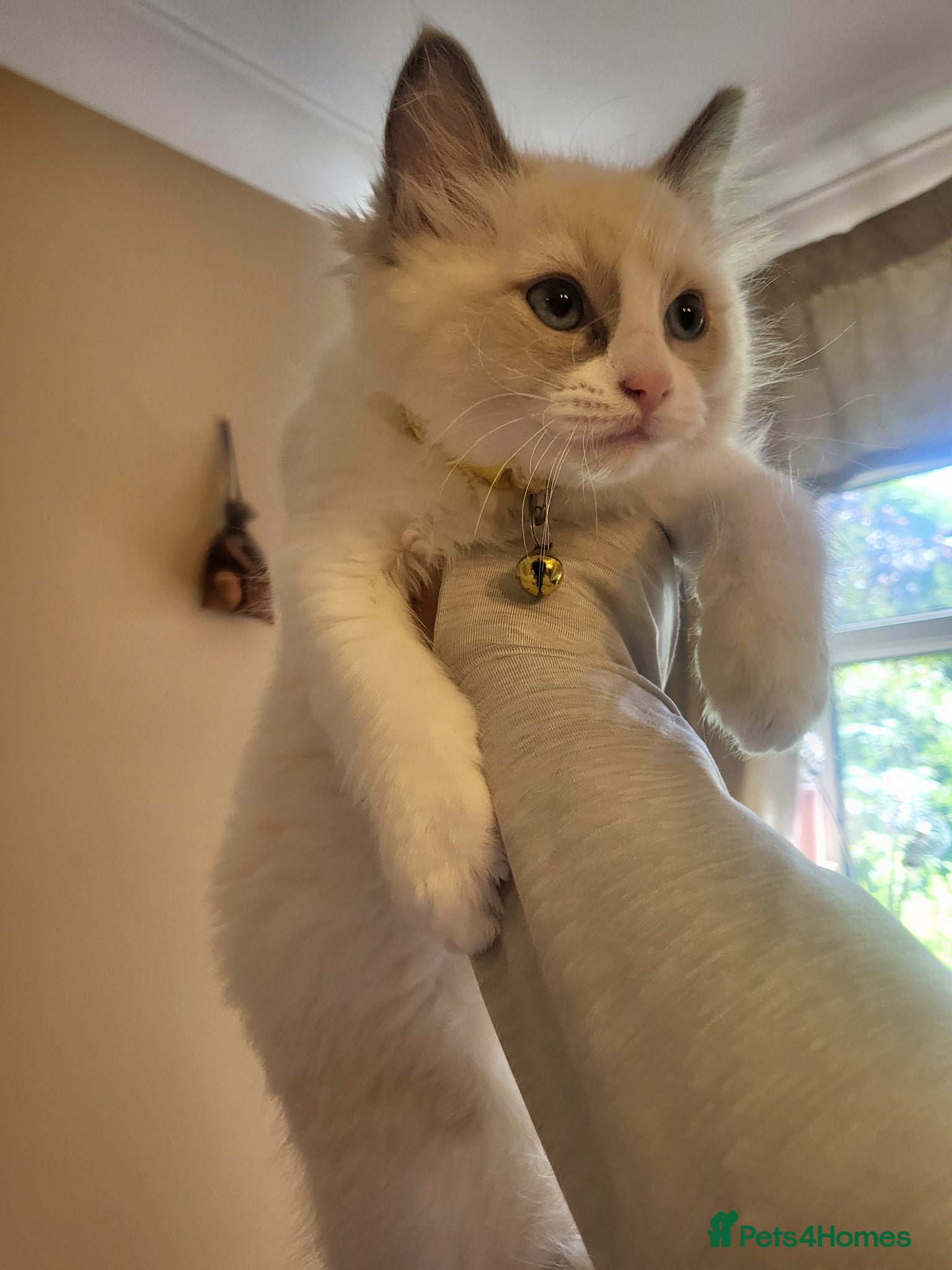 Ragdoll cats for sale: Exquisite pure ragdoll kittens  - Advert 13