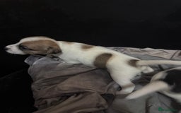 Jack Russell dogs for sale: Jack Russell puppies  - Image 10