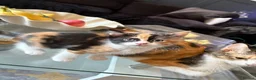 Mixed Breed cats for sale: 2 beautiful kittens for sale leave this weekend  - Advert 5