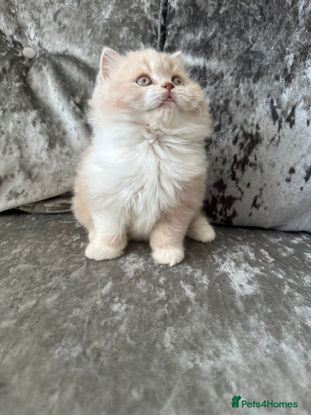 British Shorthair cats for sale:  🦁 Stunning BLH Lion Look alike READY NOW - Advert 20