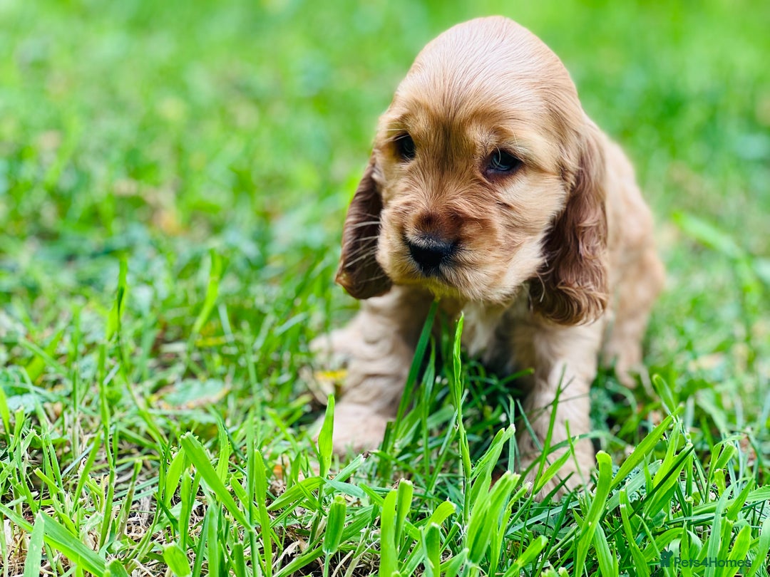 Cocker Spaniel dogs for stud: 100% SHOW TYPE, KC REGISTERED, 100% SUCCESS RATE in Crewe - Image 11