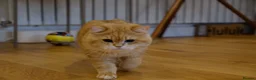 British Shorthair cats for sale: Rehome a 2 years old BSH golden male - Advert 7