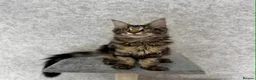 Maine Coon cats for sale: Stunning Purebred TICA Reg Maine Coon Kittens in London - Advert 32