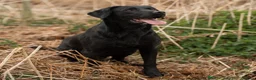 Labrador Retriever dogs for sale: 1 black male labrador puppy - Advert 10