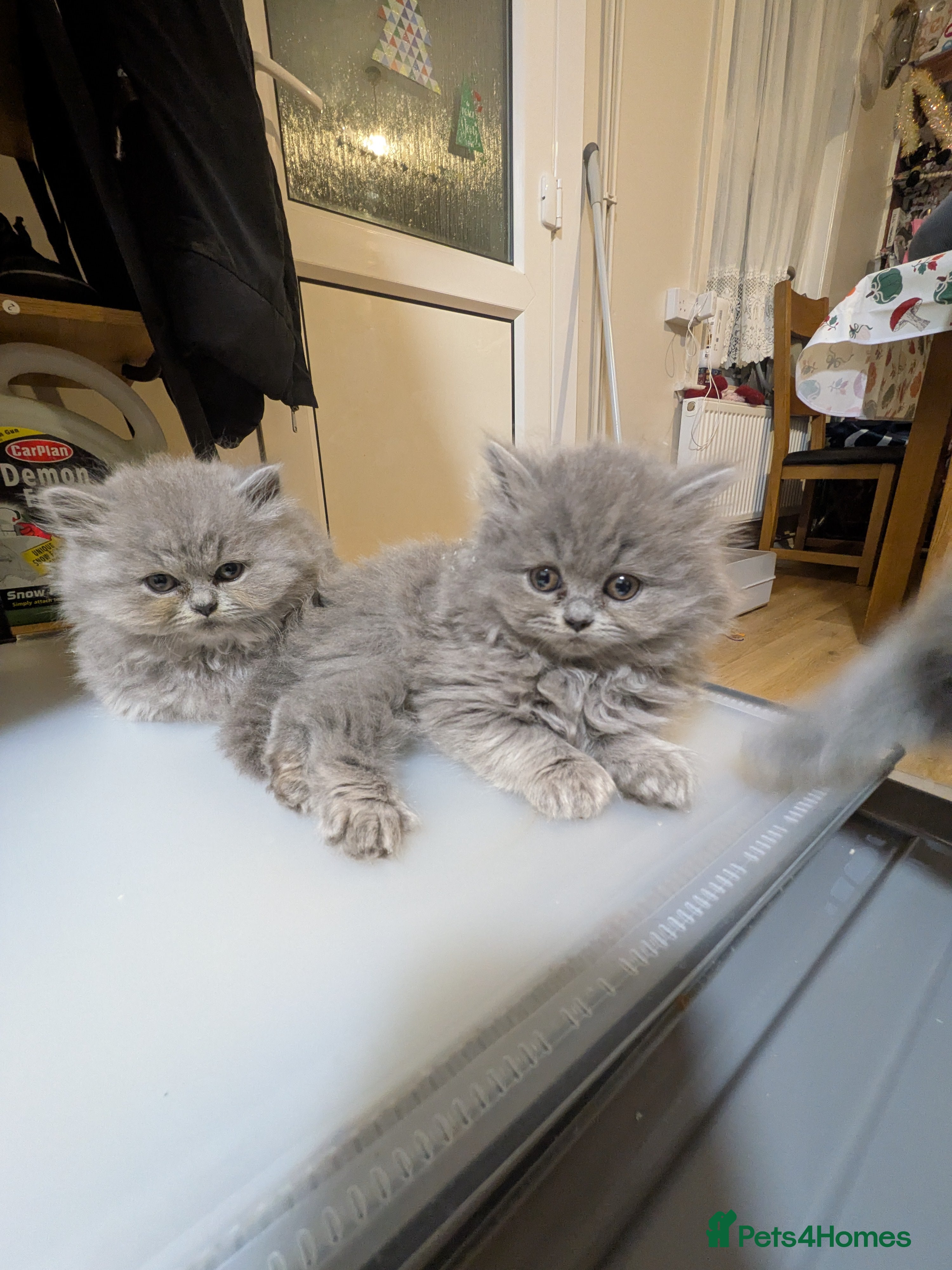 British Longhair cats Stunning British longhair kittens GCCF reg - Advert 2