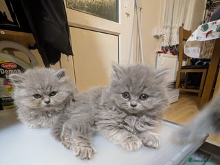 British Longhair cats Stunning British longhair kittens GCCF reg - Advert 2