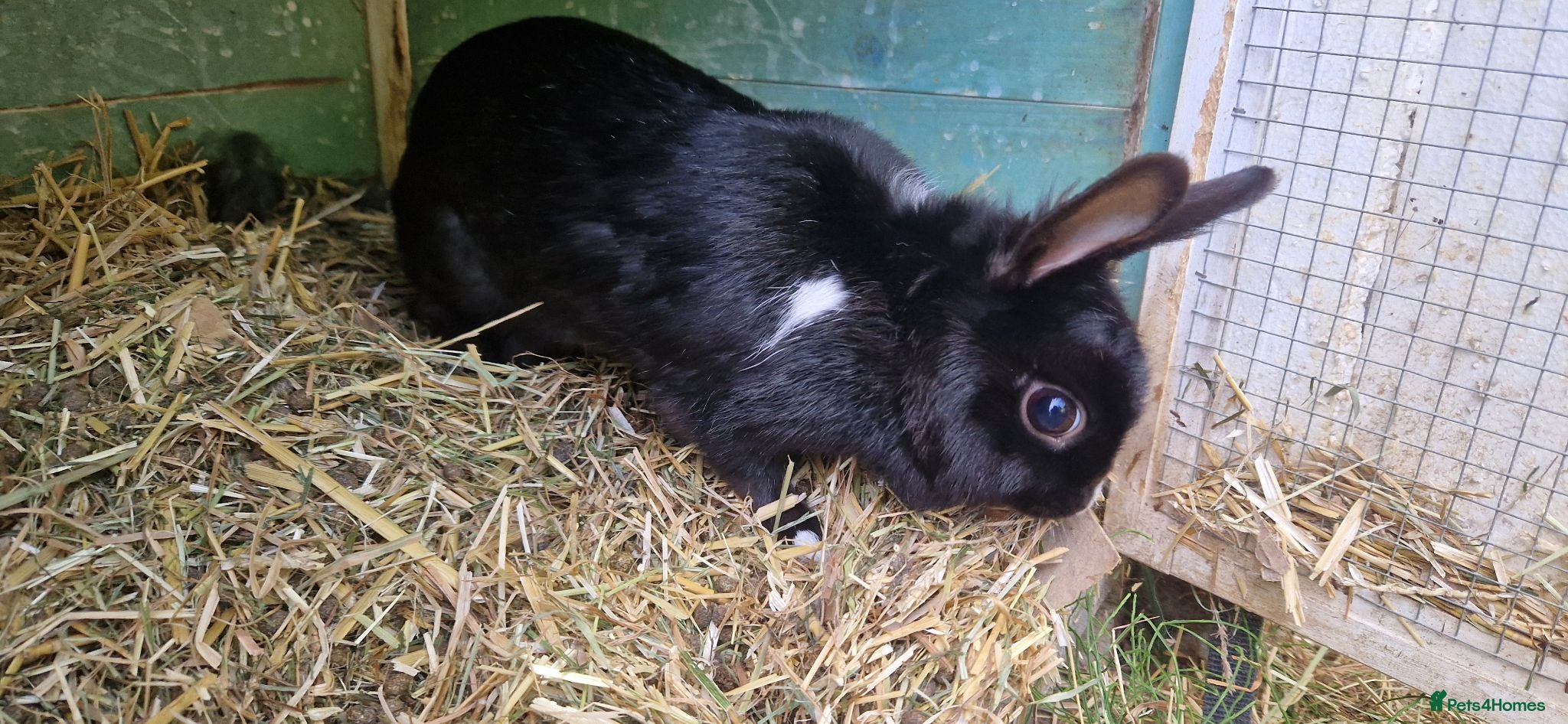 Mixed Breed rabbits Tiny, very curious. very friendly female rabbit   - Advert 1