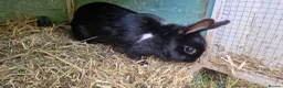 Mixed Breed rabbits for sale: Tiny, very curious. very friendly female rabbit   - Advert 1