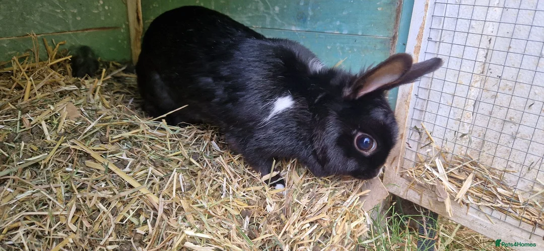 Mixed Breed rabbits for sale: Tiny, very curious. very friendly female rabbit   - Advert 1