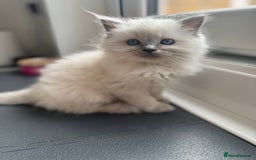 Ragdoll cats for sale: Adorable Ragdoll Kittens Seeking Forever Homes - Image 27
