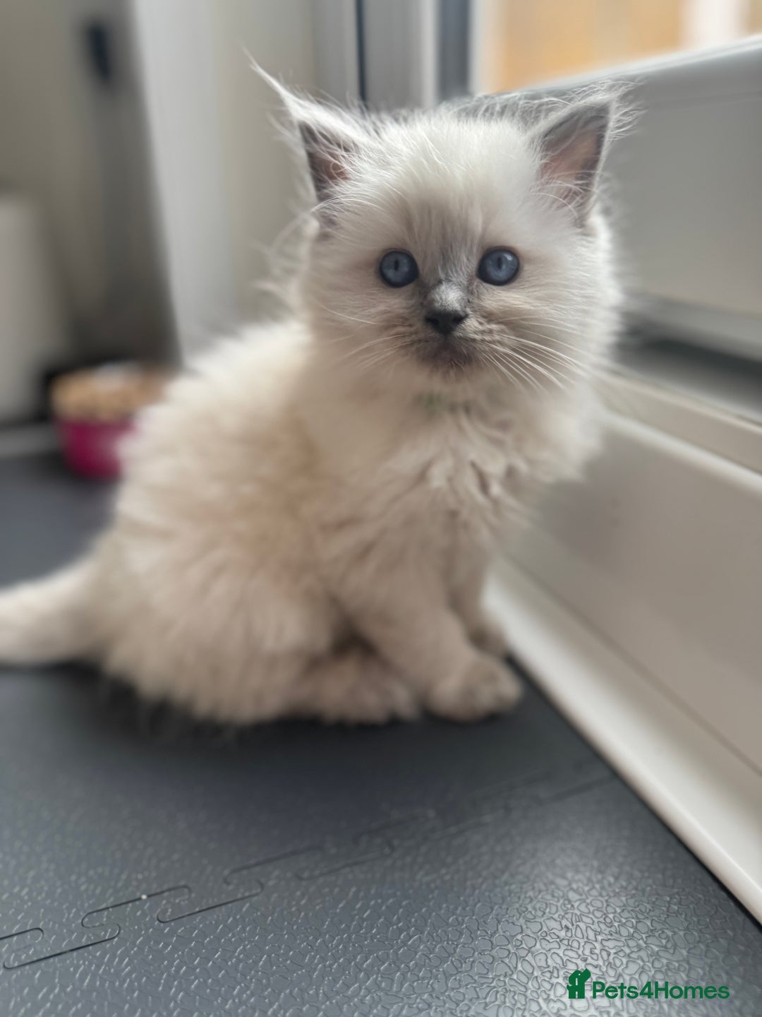 Ragdoll cats for sale: Adorable Ragdoll Kittens Seeking Forever Homes - Image 27