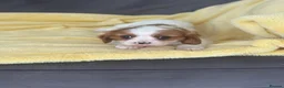 Cavalier King Charles Spaniel dogs for sale: Cavalier King Charles spaniel in Swindon - Advert 4