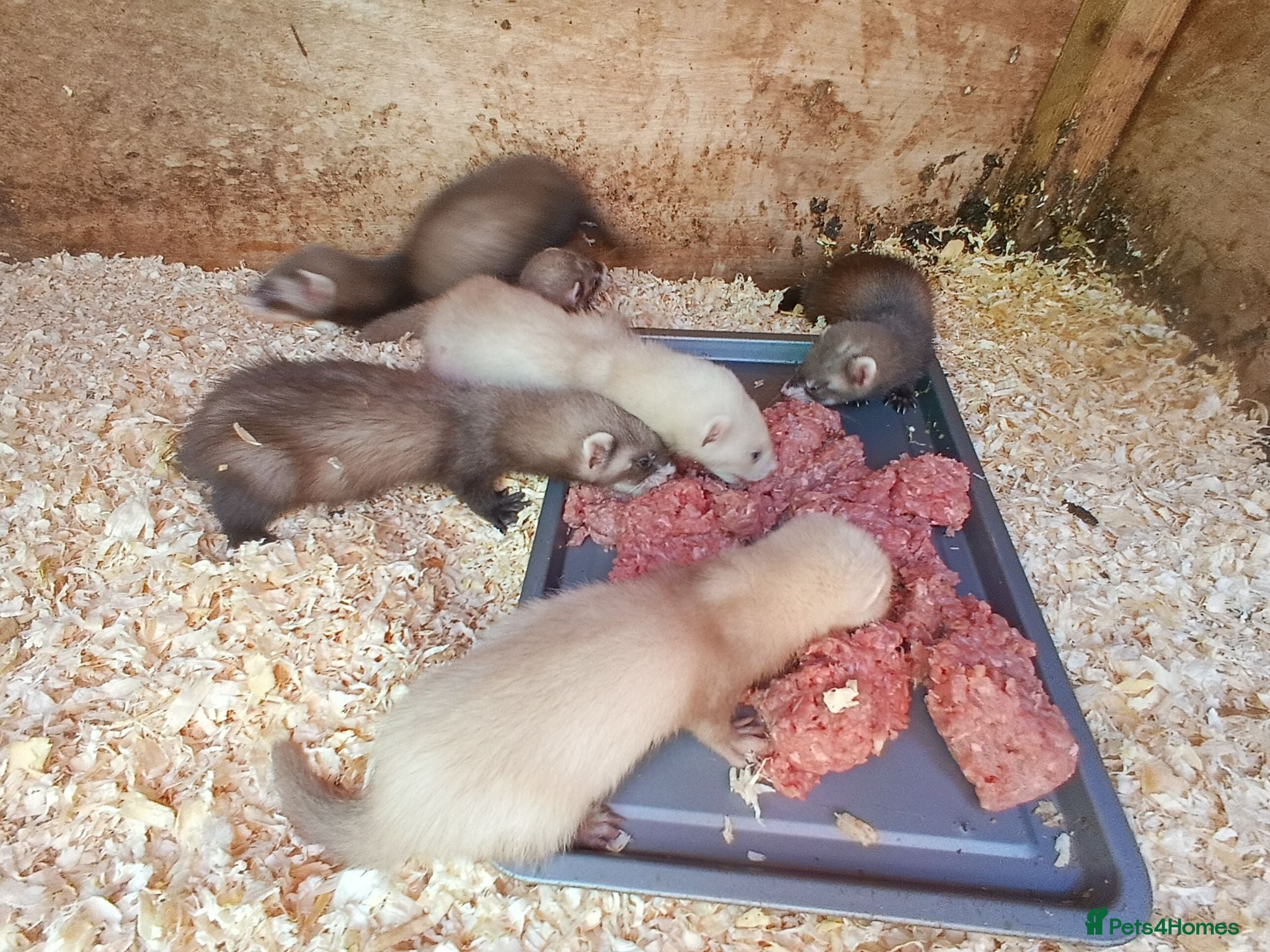 Ferret rodents Micro ferrets  - Advert 12