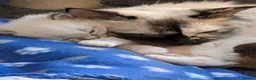 Ragdoll cats for sale: 😺Sweet affectionate Blue Ragdoll kitten 🐾 ! in Matlock - Advert 9