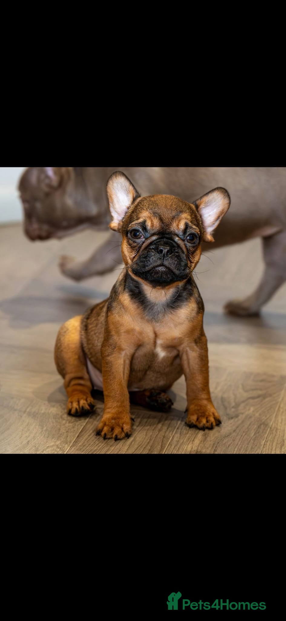 French Bulldog dogs Last Fully Vaccinated, French Bulldog Ready Now - Advert 20