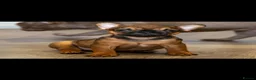 French Bulldog dogs for sale: Last Fully Vaccinated, French Bulldog Ready Now in Manchester - Advert 3