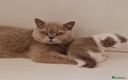 British Shorthair cats for sale: CHAMPION SIRED GCCF REG BSH BLUE BI MALE KITTEN - Image 6